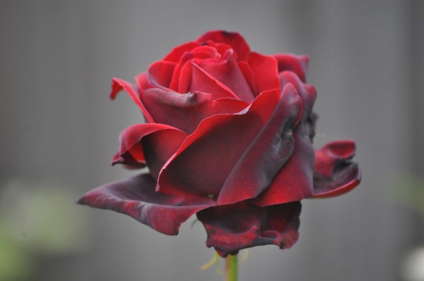 _DSC0327 - PRIMAVARA 2021_5