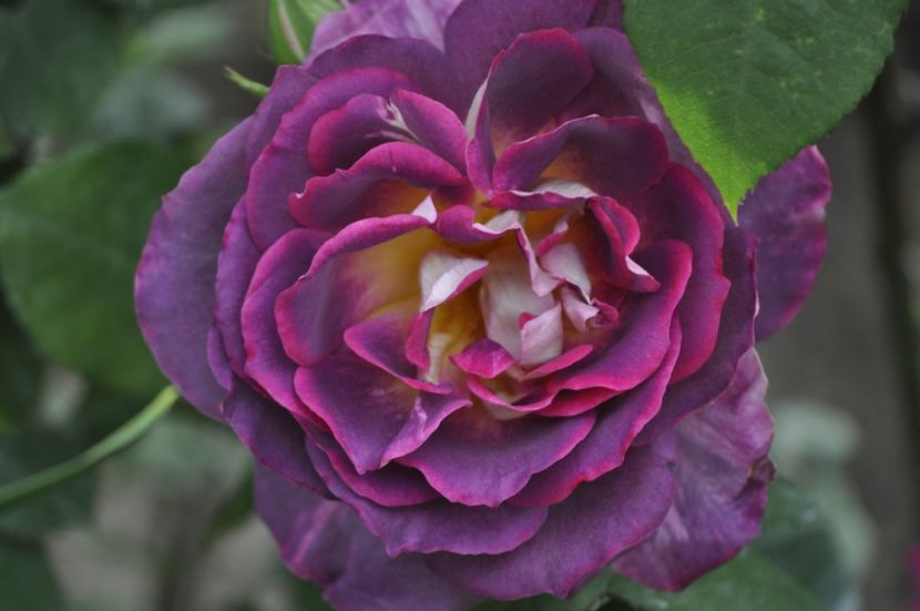 _DSC0333 - PRIMAVARA 2021_5