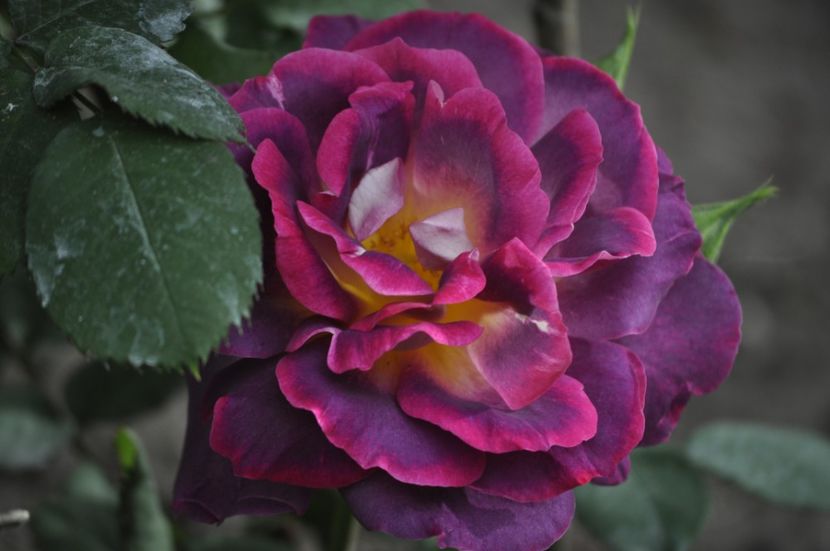 _DSC0334 - PRIMAVARA 2021_5