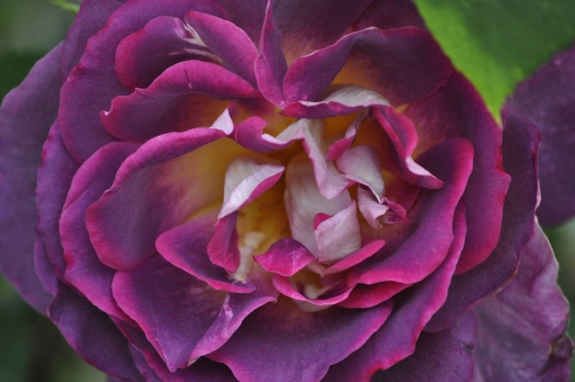 _DSC0335 - PRIMAVARA 2021_5