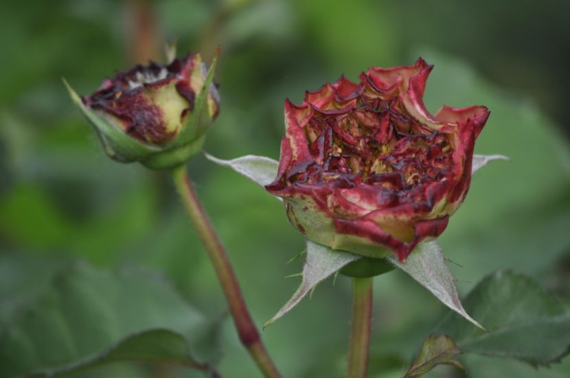 _DSC0337 - PRIMAVARA 2021_5