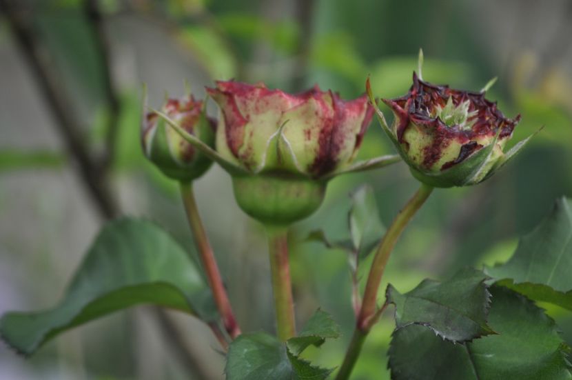 _DSC0339 - PRIMAVARA 2021_5