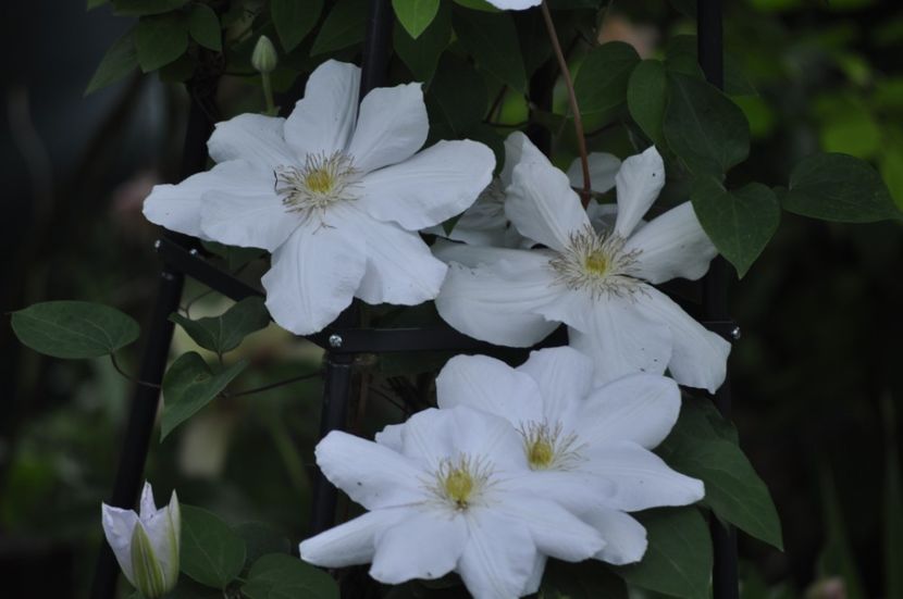 _DSC0341 - PRIMAVARA 2021_5