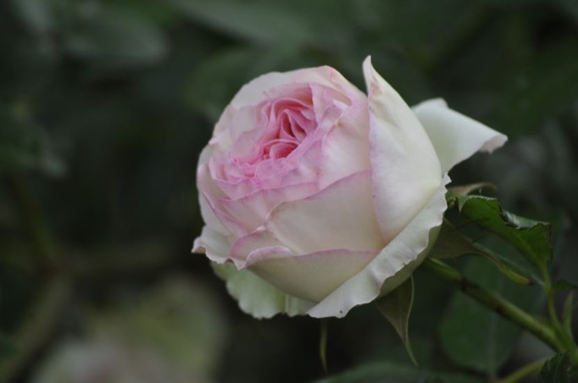 _DSC0343 - PRIMAVARA 2021_5