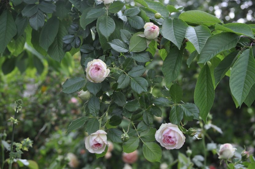 _DSC0345 - PRIMAVARA 2021_5