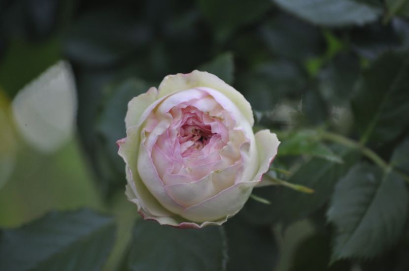 _DSC0347 - PRIMAVARA 2021_5