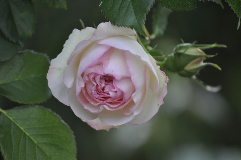 _DSC0348 - PRIMAVARA 2021_5