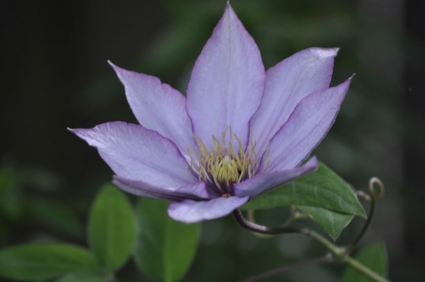 _DSC0349 - PRIMAVARA 2021_5