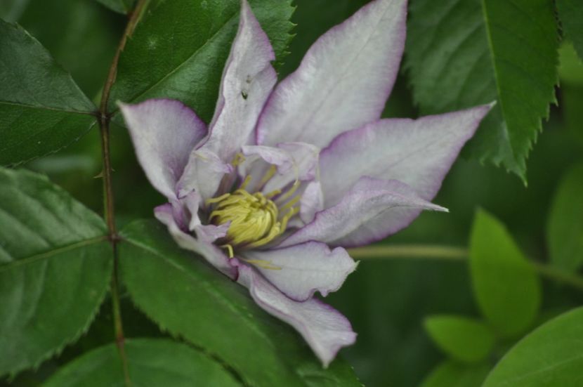 _DSC0350 - PRIMAVARA 2021_5