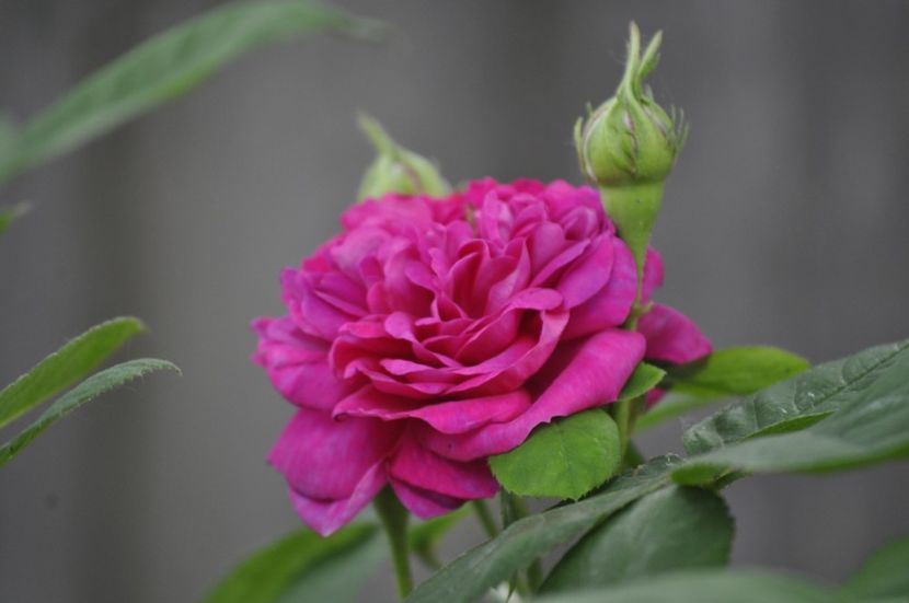 _DSC0351 - PRIMAVARA 2021_5