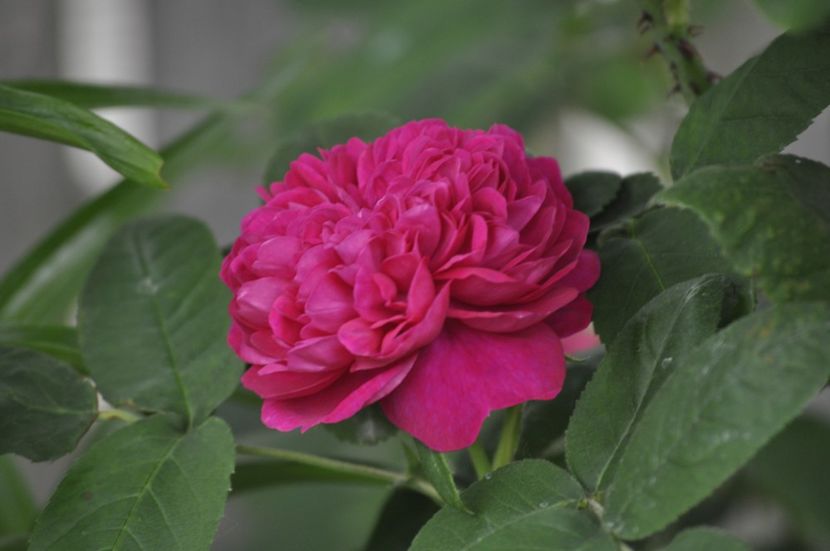 _DSC0352 - PRIMAVARA 2021_5