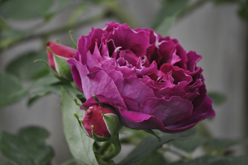 _DSC0355 - PRIMAVARA 2021_5