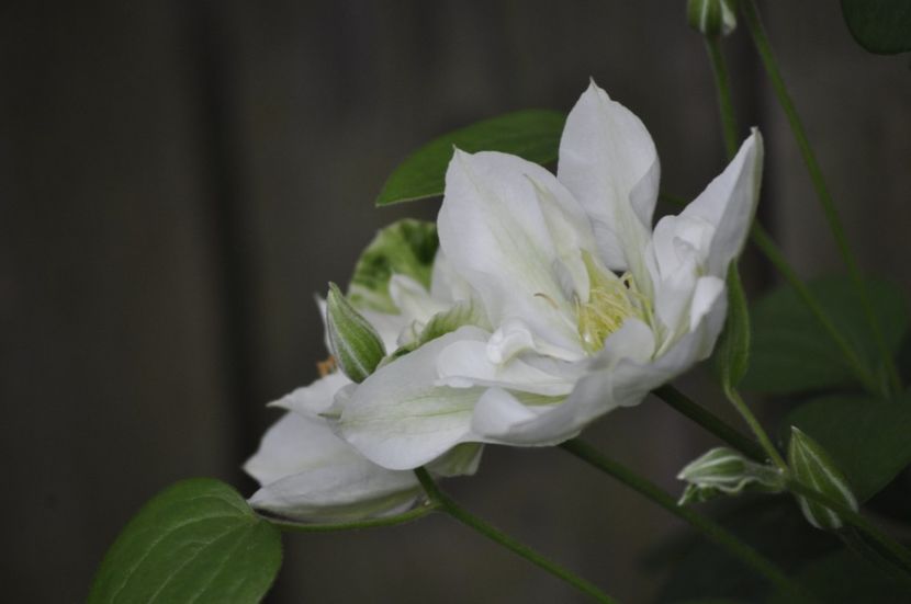 _DSC0356 - PRIMAVARA 2021_5