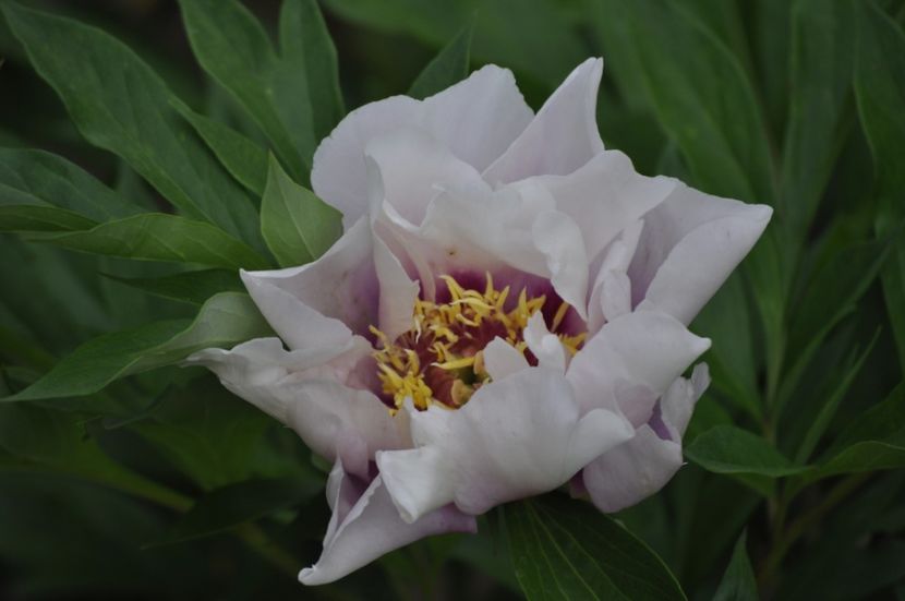 _DSC0360 - PRIMAVARA 2021_5