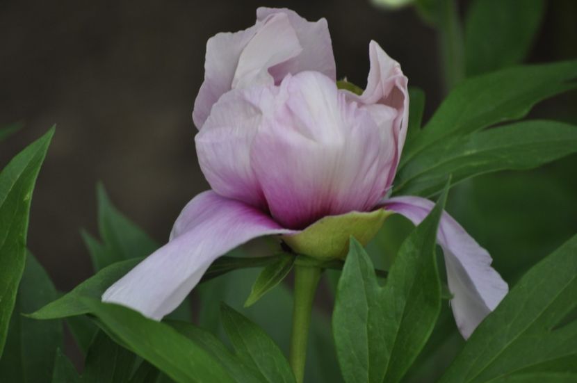 _DSC0363 - PRIMAVARA 2021_5