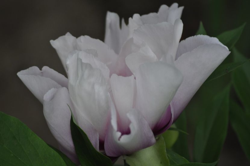 _DSC0364 - PRIMAVARA 2021_5