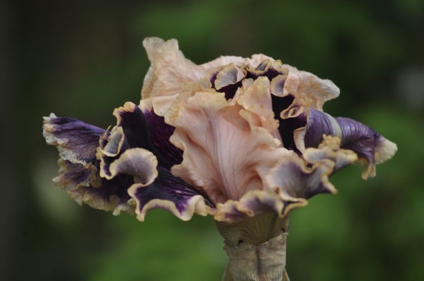 _DSC0365 - PRIMAVARA 2021_5