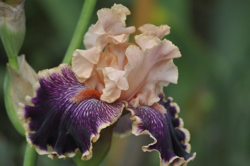 _DSC0367 - PRIMAVARA 2021_5