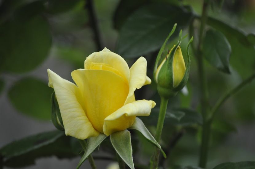 _DSC0368 - PRIMAVARA 2021_5