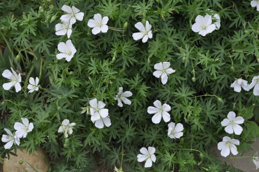 Multumesc Luminita - PRIMAVARA 2021_5