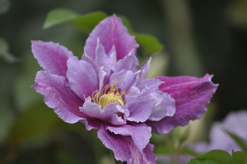 _DSC0376 - PRIMAVARA 2021_5