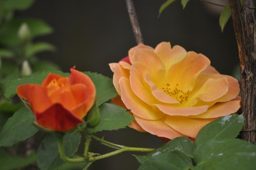 _DSC0377 - PRIMAVARA 2021_5