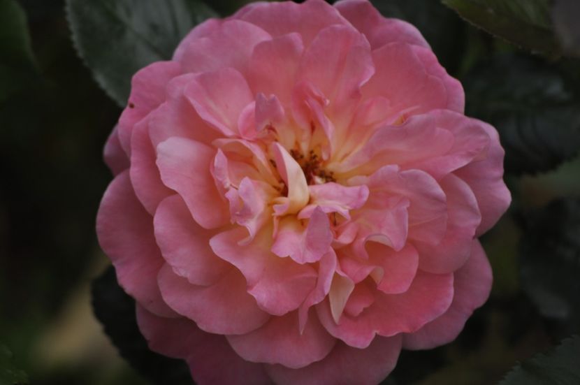 _DSC0379 - PRIMAVARA 2021_5