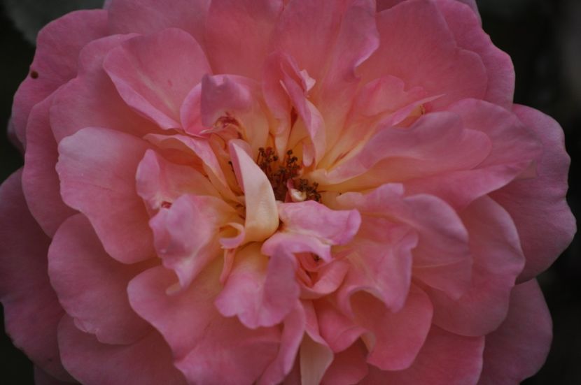 _DSC0380 - PRIMAVARA 2021_5