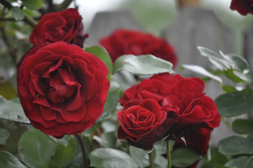 _DSC0383 - PRIMAVARA 2021_5