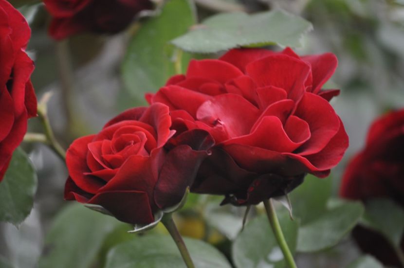 _DSC0384 - PRIMAVARA 2021_5