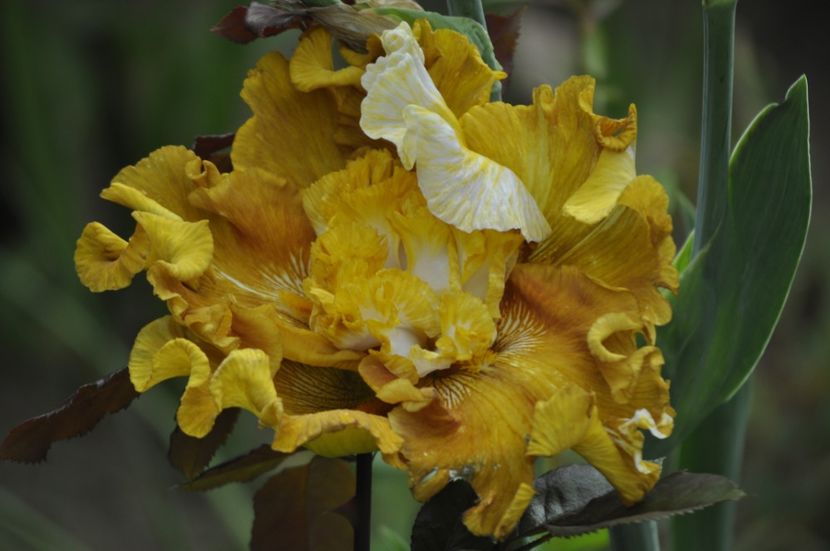 _DSC0387 - PRIMAVARA 2021_5