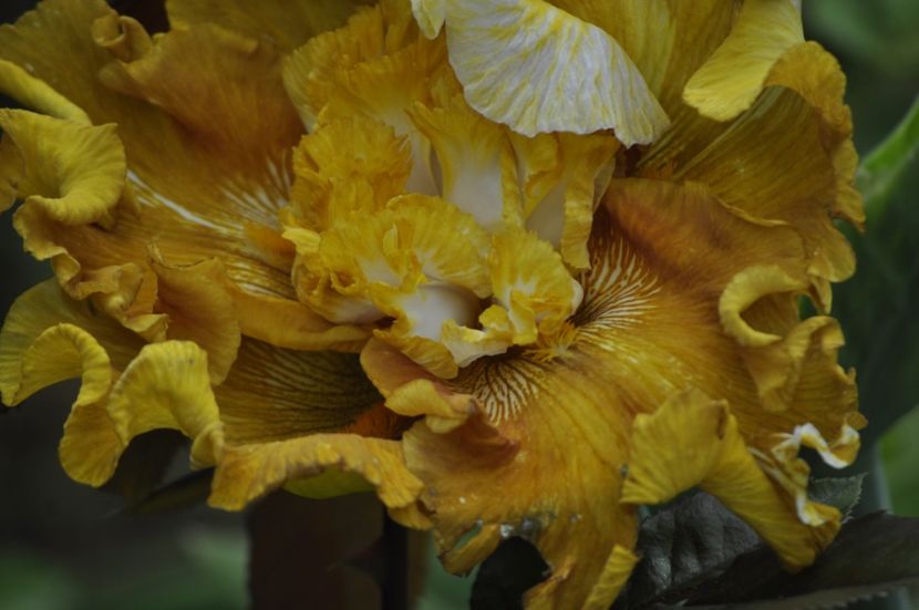 _DSC0389 - PRIMAVARA 2021_5