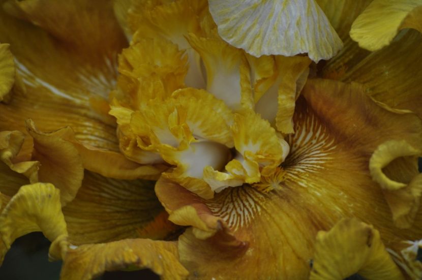 _DSC0390 - PRIMAVARA 2021_5