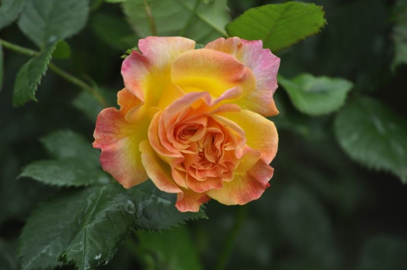 _DSC0393 - PRIMAVARA 2021_5