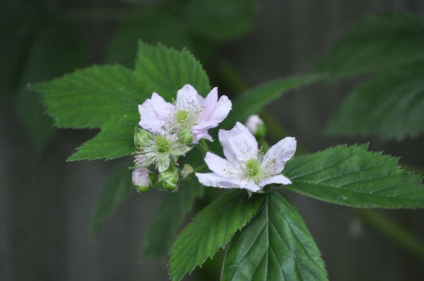 _DSC0396 - PRIMAVARA 2021_5