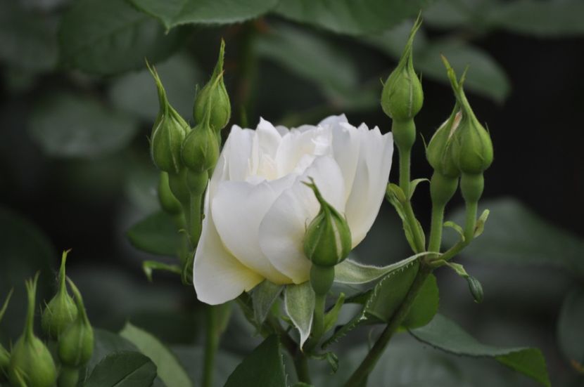 _DSC0397 - PRIMAVARA 2021_5