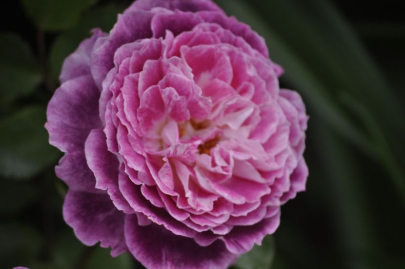 _DSC0400 - PRIMAVARA 2021_5