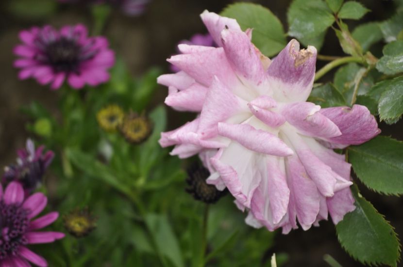 _DSC0402 - PRIMAVARA 2021_5