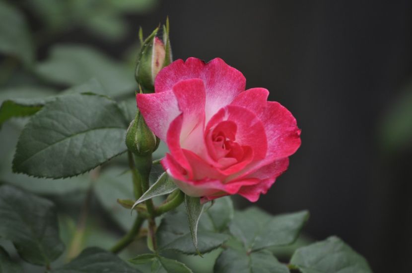 _DSC0403 - PRIMAVARA 2021_5