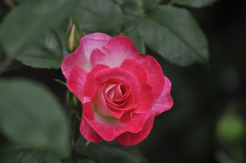 _DSC0404 - PRIMAVARA 2021_5