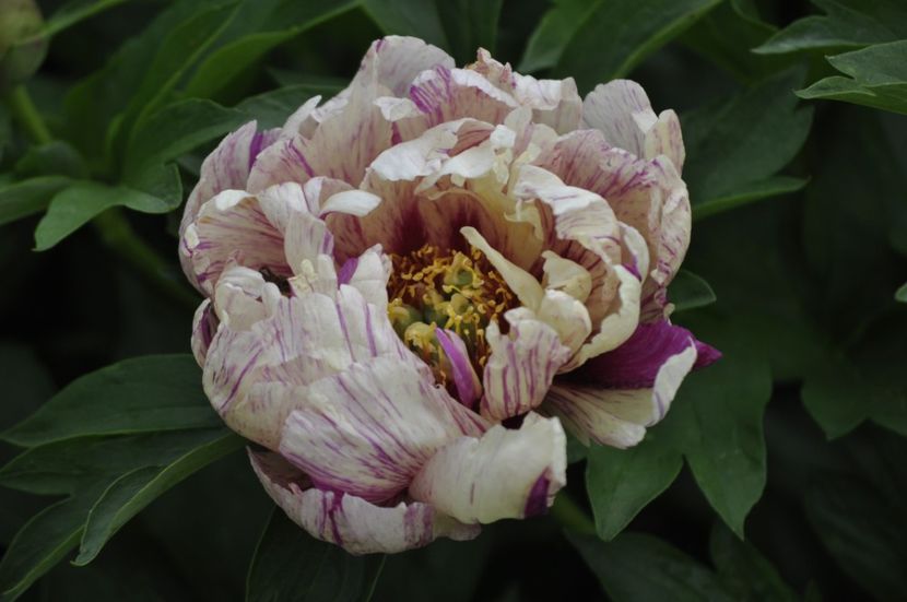 _DSC0406 - PRIMAVARA 2021_5