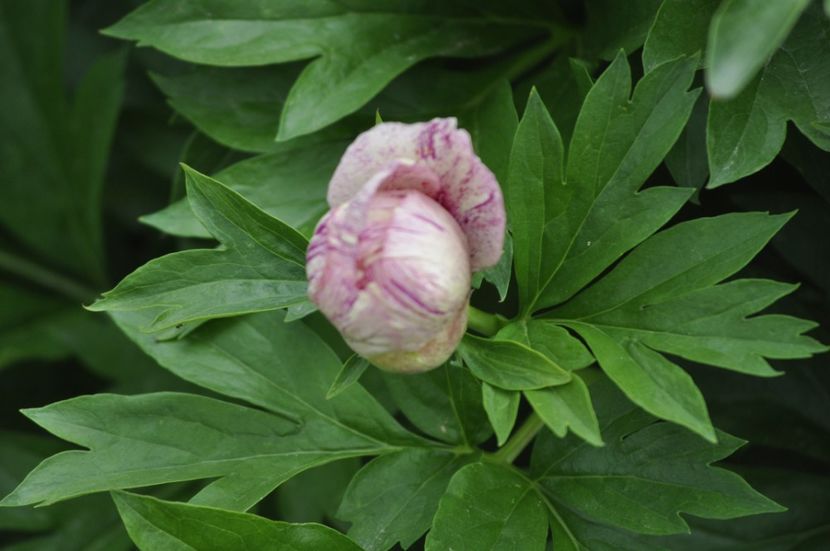 _DSC0407 - PRIMAVARA 2021_5