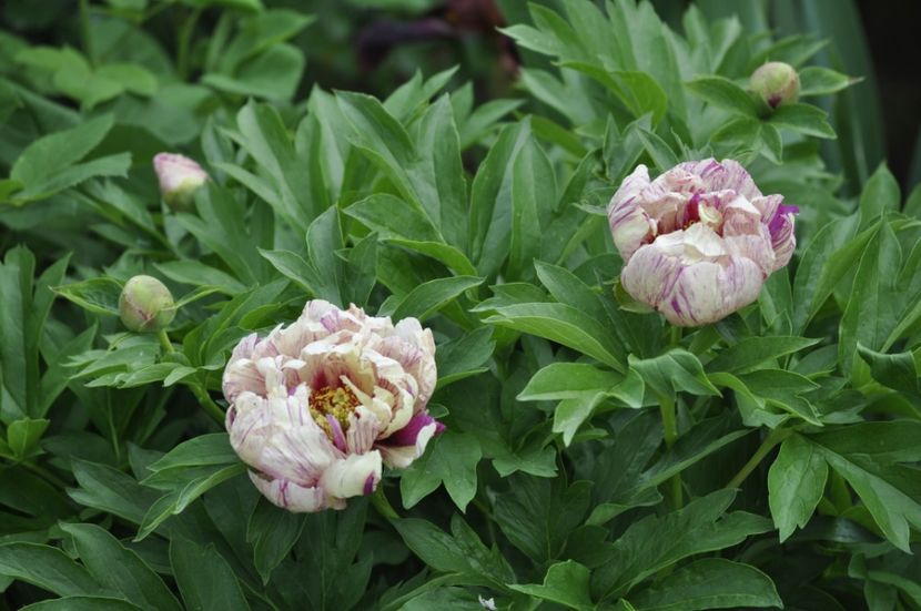 _DSC0409 - PRIMAVARA 2021_5