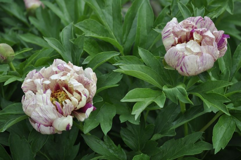 _DSC0410 - PRIMAVARA 2021_5