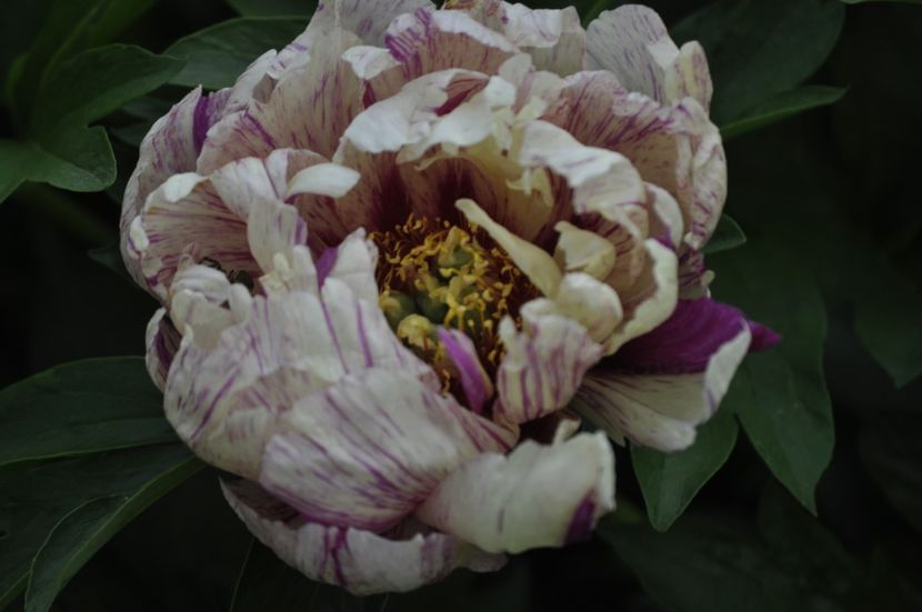 _DSC0411 - PRIMAVARA 2021_5