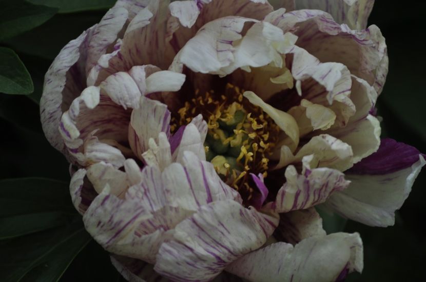 _DSC0412 - PRIMAVARA 2021_5