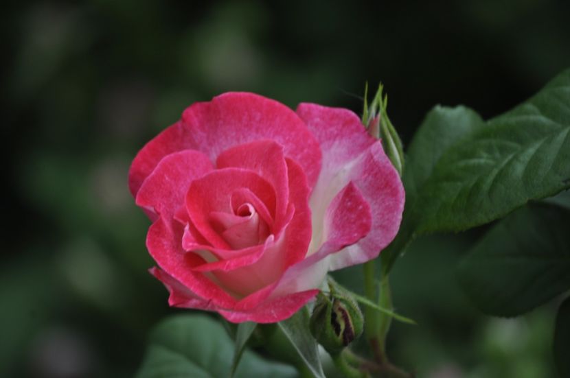 _DSC0414 - PRIMAVARA 2021_5