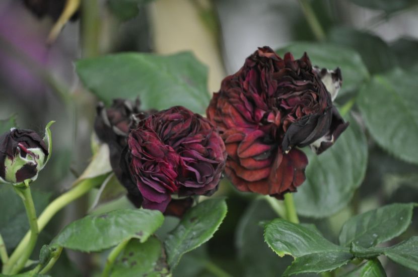 _DSC0417 - PRIMAVARA 2021_5