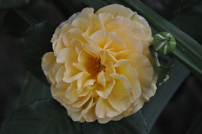 _DSC0419 - PRIMAVARA 2021_5