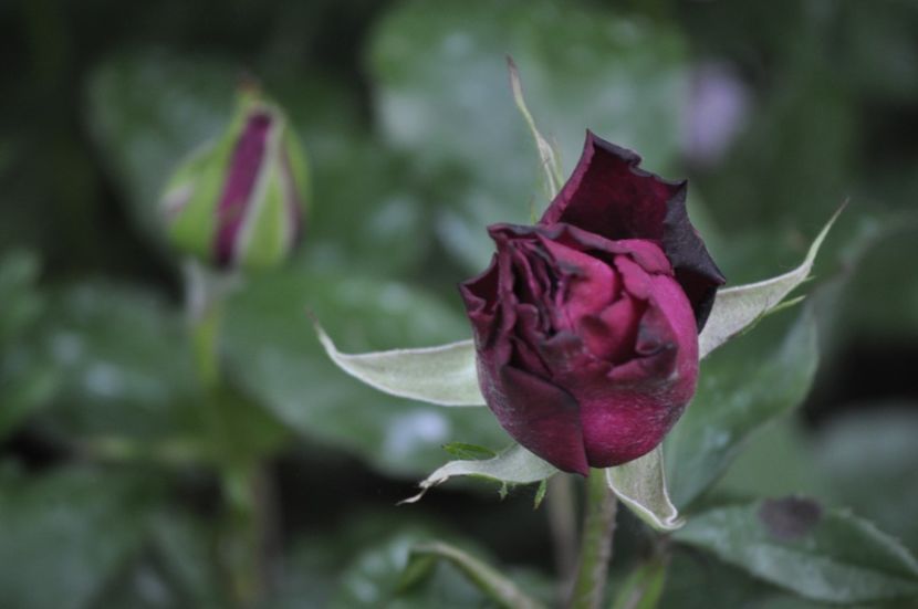 _DSC0422 - PRIMAVARA 2021_5